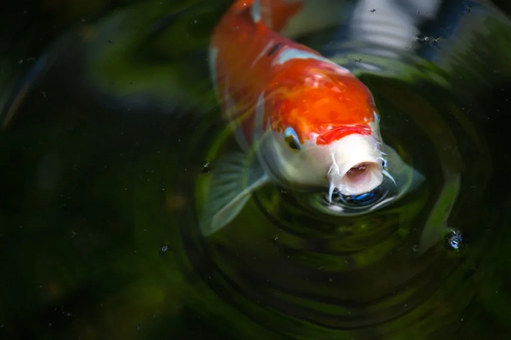 Cory Catfish: The Ultimate Guide for Aquarists